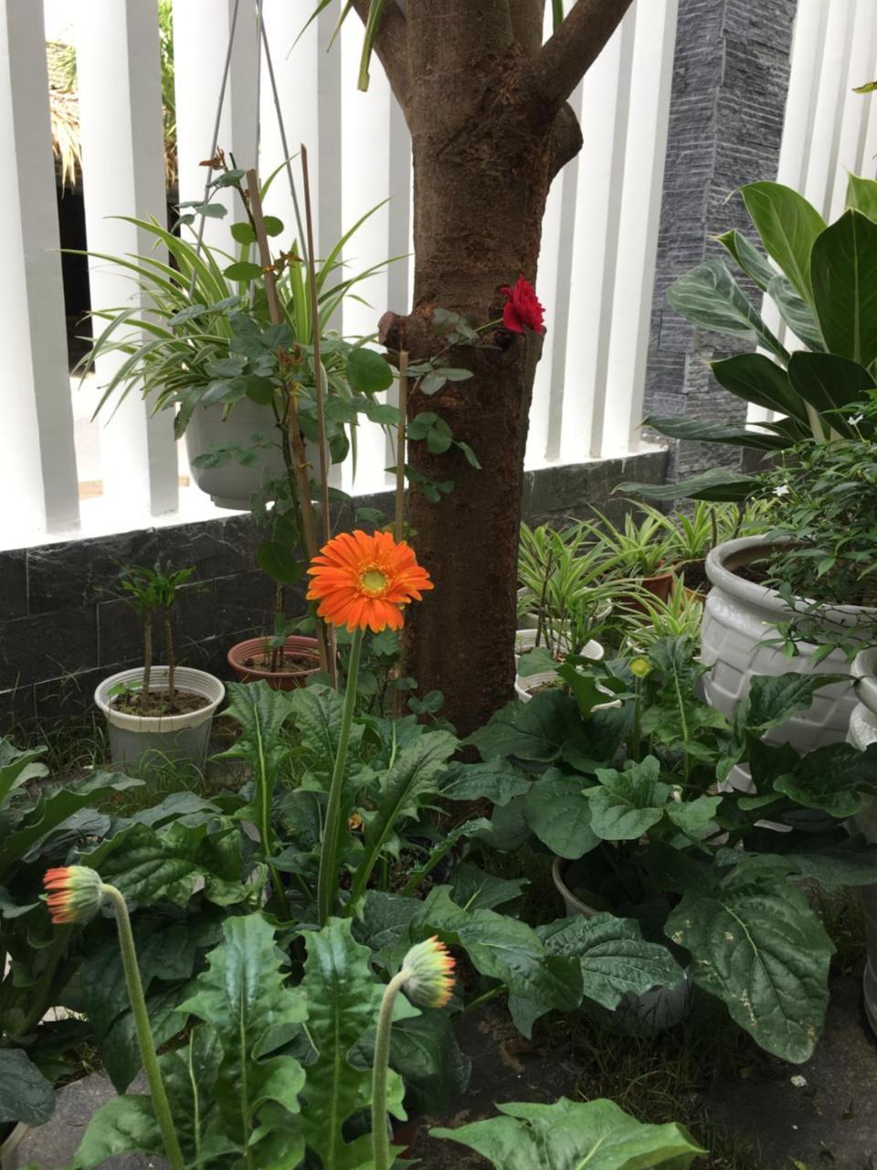 An Bang Scent Beach Homestay Hoi An Zewnętrze zdjęcie